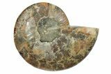 Cut & Polished Ammonite Fossil (Half) - Madagascar #347556-1